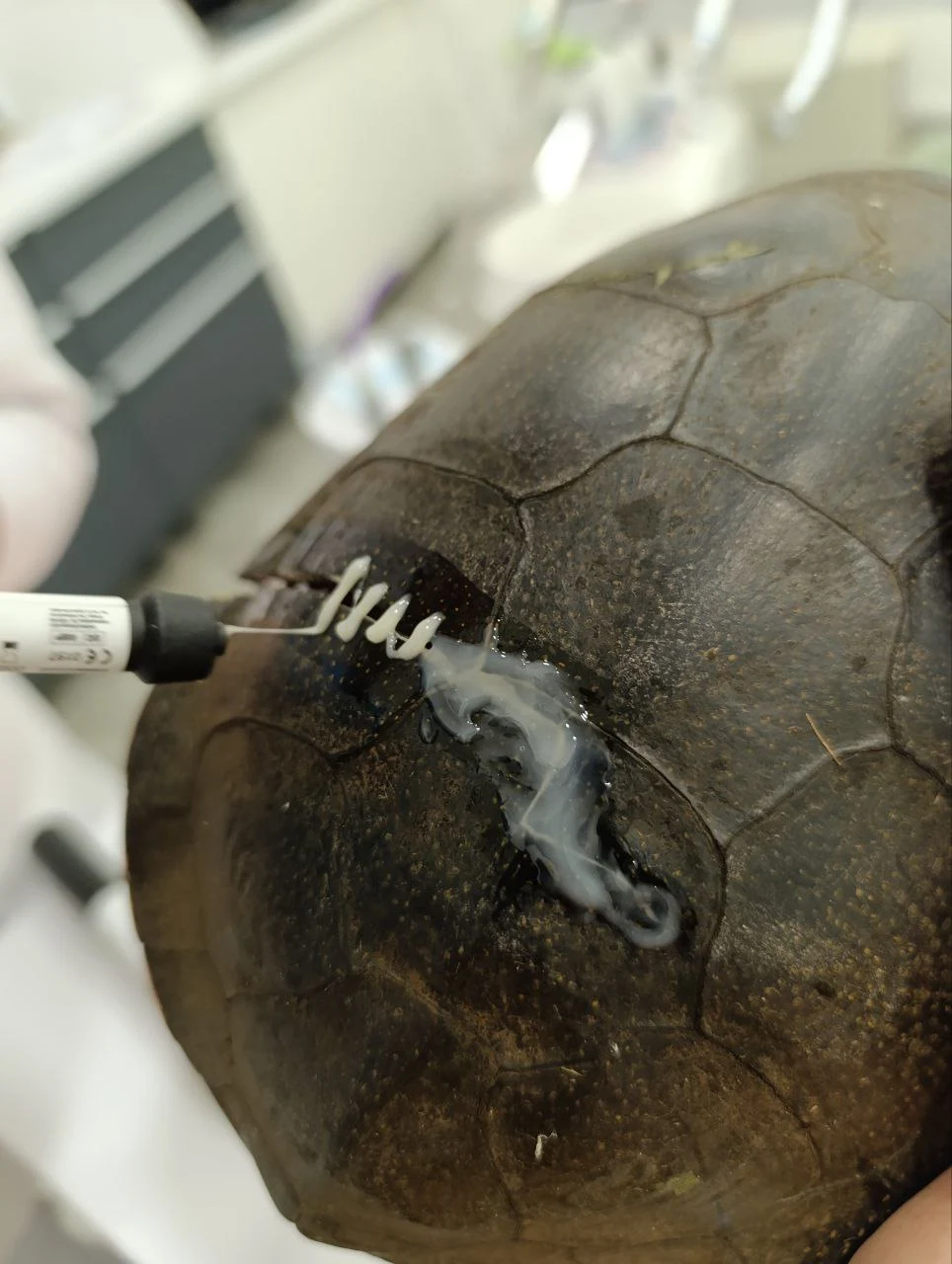 Онлайн консультація коли у черепахи тріснув панцир. Чи ефективно це?