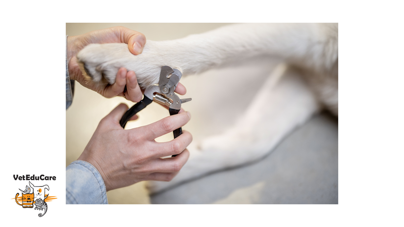 Безкоштовний онлайн курс по догляду/підрізанню кігтів у котів і собак