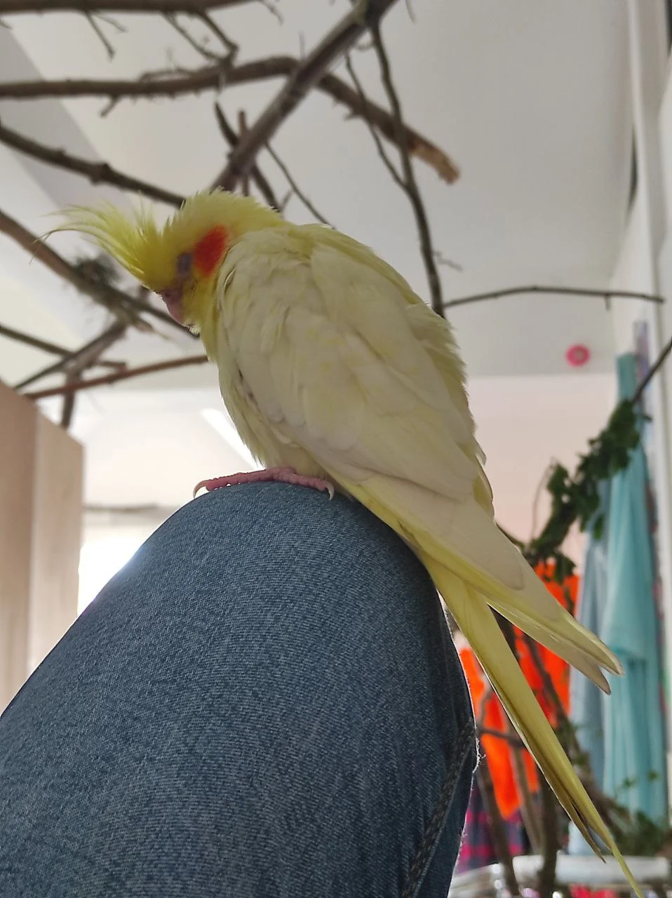 Як розпізнати хворобу у папуги: основні симптоми. Поганий загальний стан птаха.