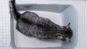 Цистит у котів. Симптоми та допомога