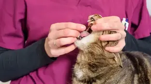 Як дати таблетку коту або собаці?