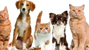 Спадкові захворювання серця у котів та собак