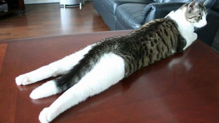 Гнучкість кішок! Пояснюємо як це працює