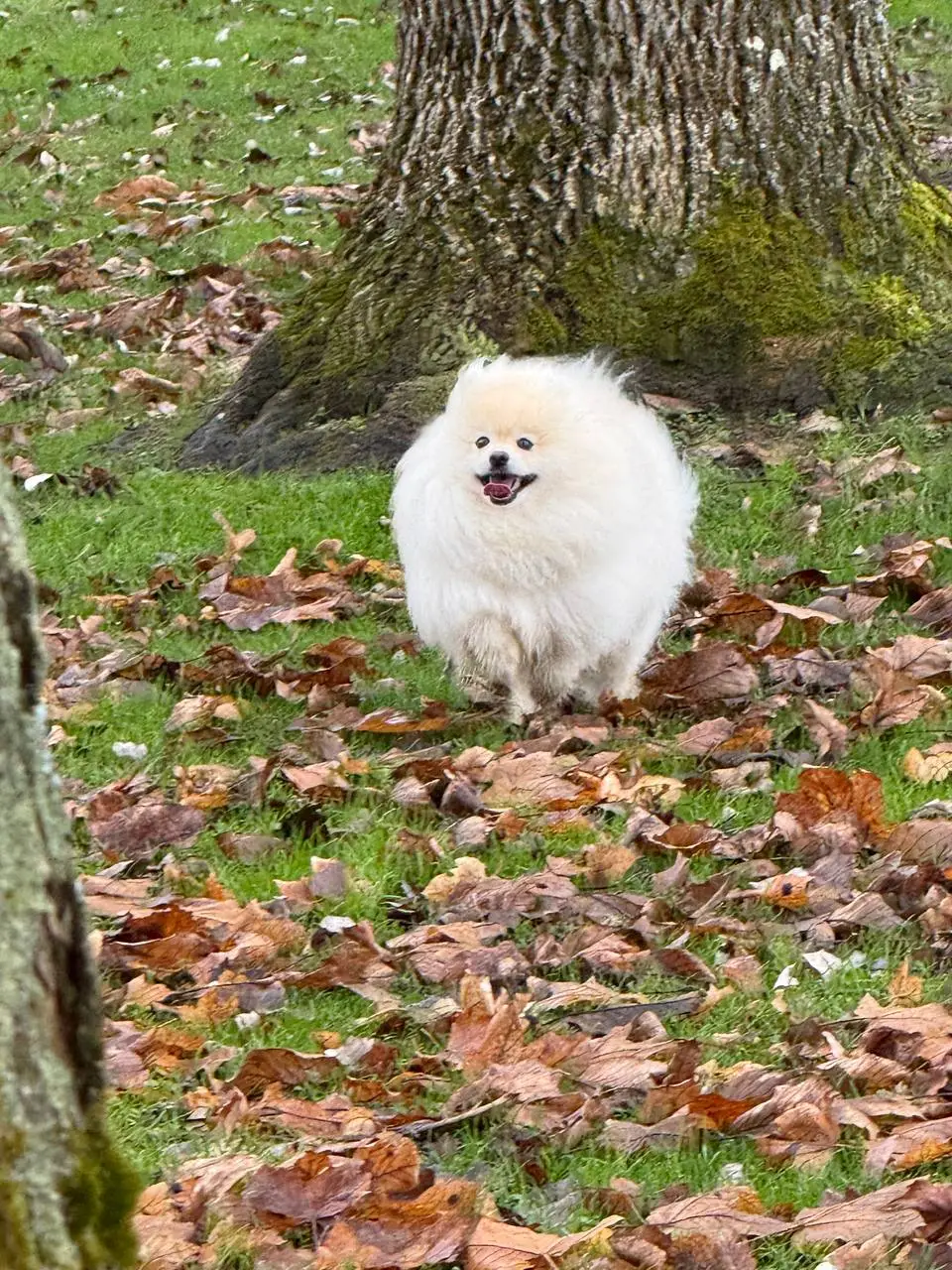 Шпіц вилікував алопецію