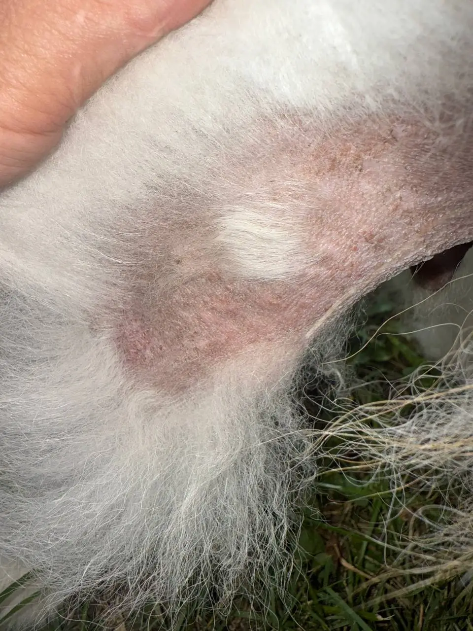 Онлайн лікування алопеції у шпіца