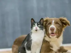 Небезпеки вдома для улюбленців