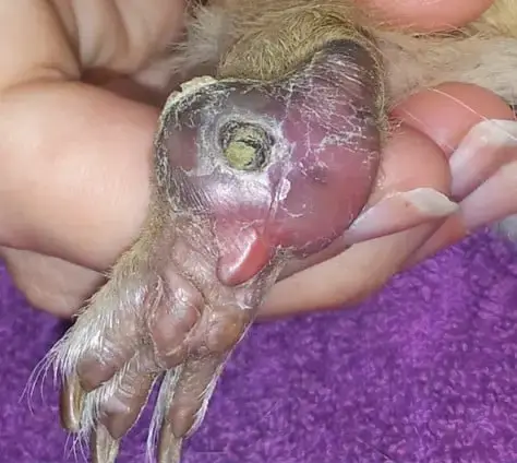 Набряк у морсько свинки. набряк, біль, ерозії, кровоточиві виразки, гнійні рани. 