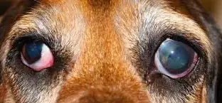 Біла плівка на оці у собаки, що робити?
