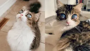 Догляд за котом, який втратив зір