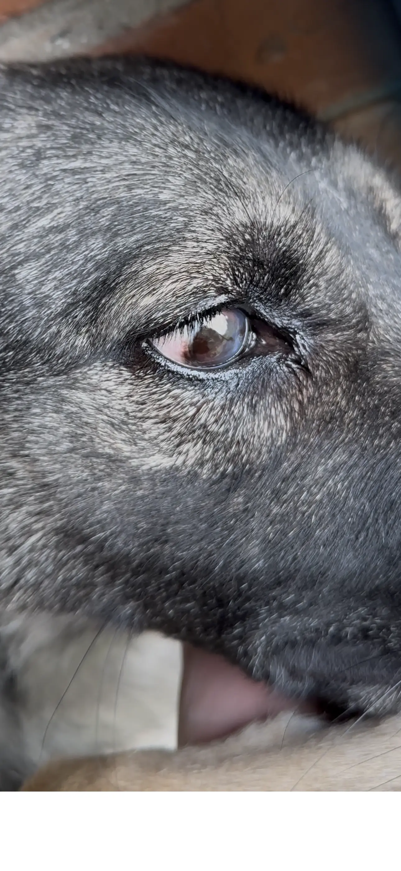 Лікування очей у собак