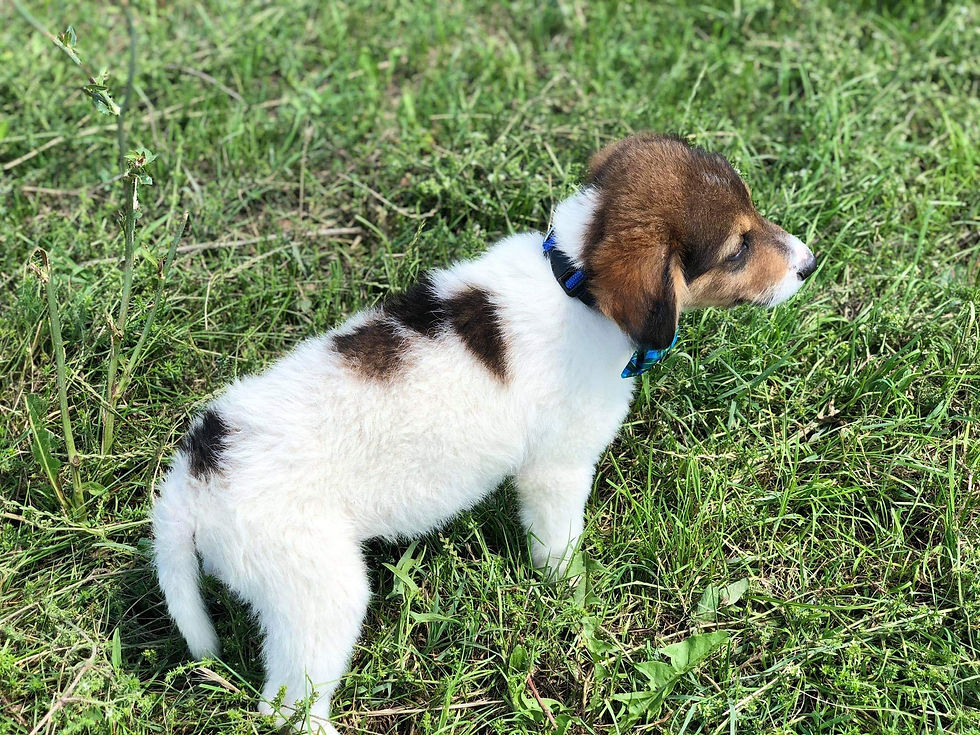 Thumbnail: Maxwell, born mid April 2020