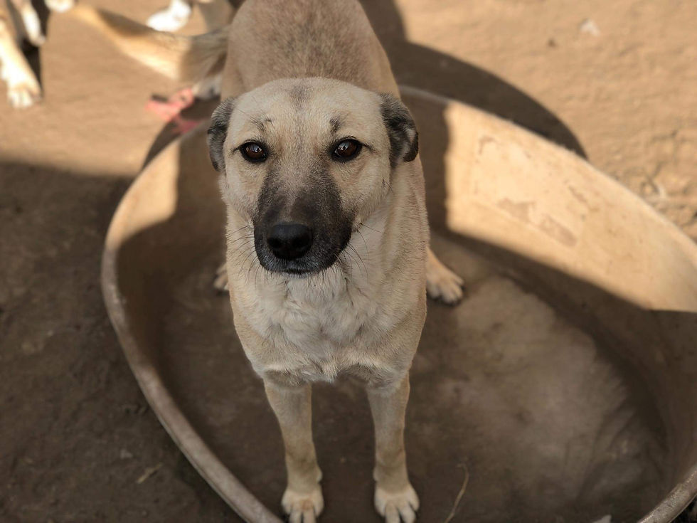 Thumbnail: Lulu, born January 2018