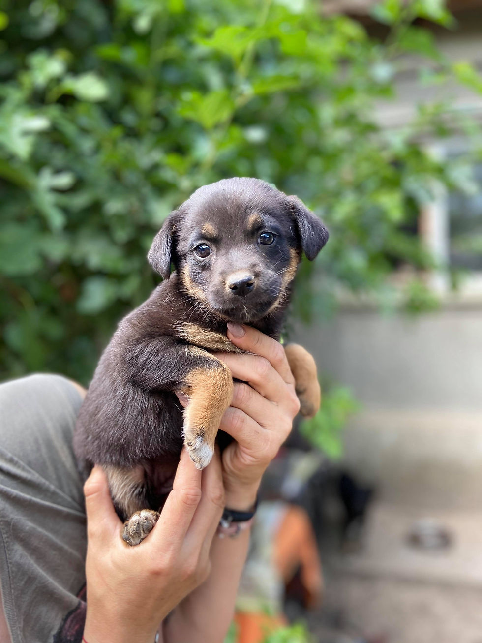 Thumbnail: Debbie, born late April 2020