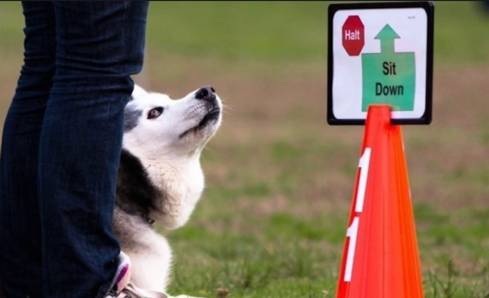 La condotta al guinzaglio - Primavera F.i.b.a