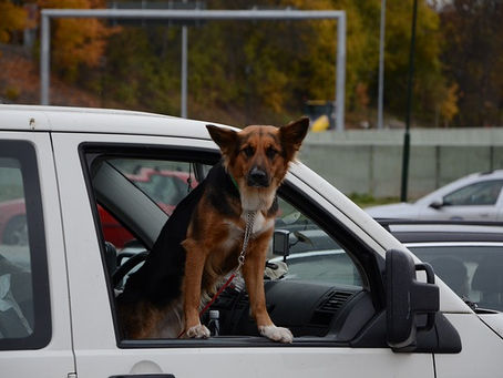 COME TRASPORTARE IL CANE IN AUTO, CODICE DELLA STRADA.
