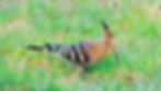 Eurasian Hoopoe