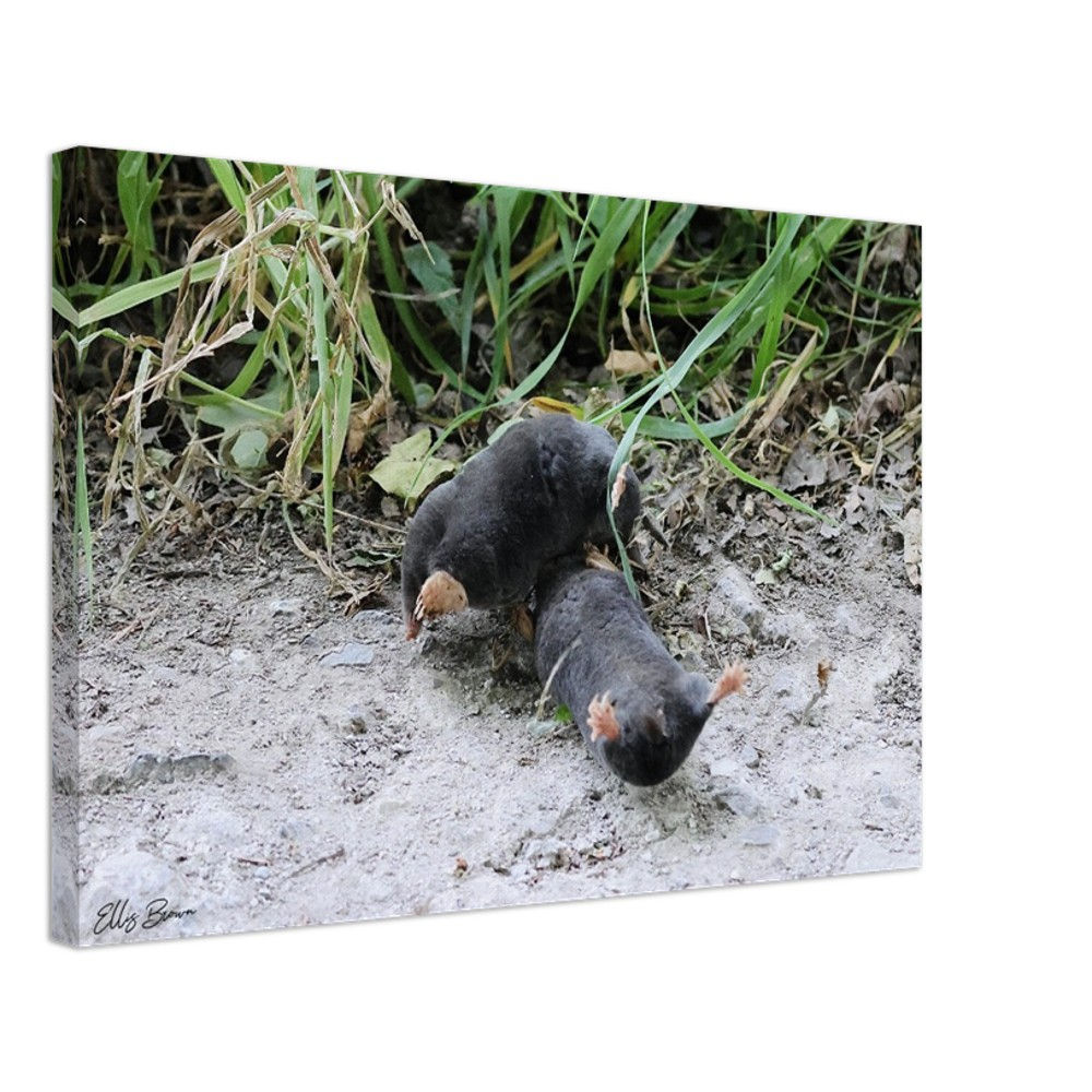 Two Moles 'Wrestling' Canvas - Medium (40x60cm)