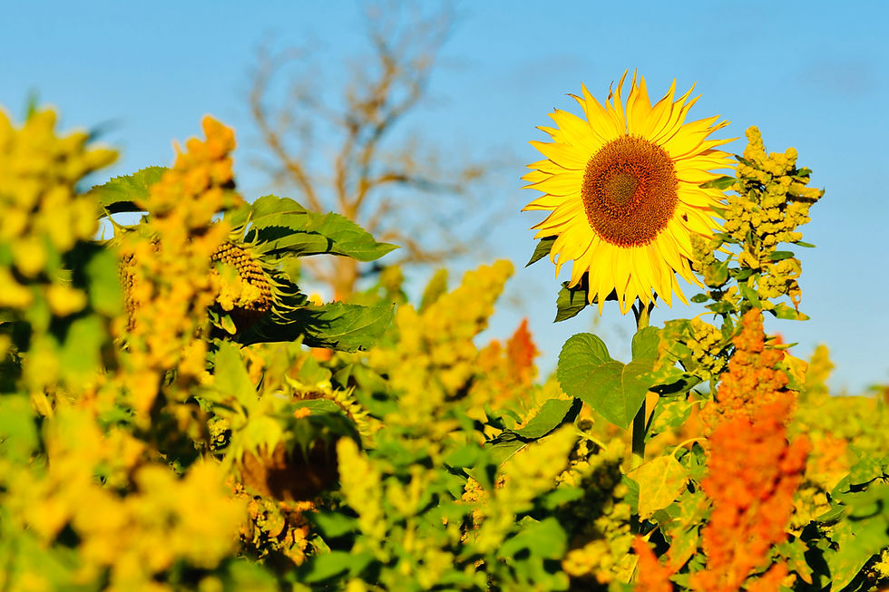 NEW TO THE AUTUMN THEME ALBUM