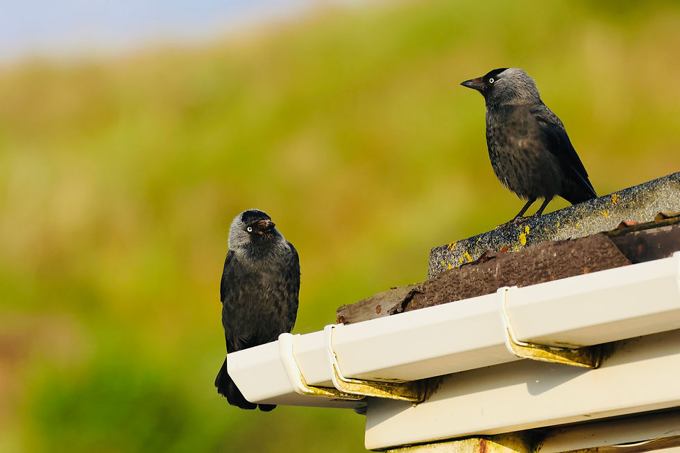 European Jackdaw