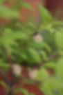ree