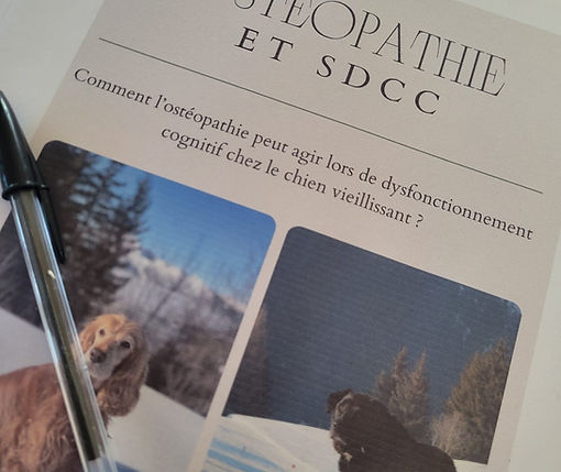 Travail de recherche sur la maladie d'Alzheimer chez le chien. 
