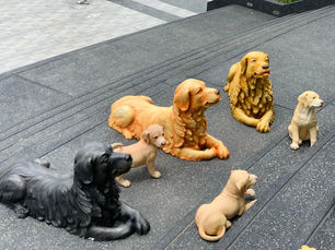 ส่งครอบครัวน้อง ลาบราดอร์ ที่ Cafe’ Amazon PTT คลองเจ็ด