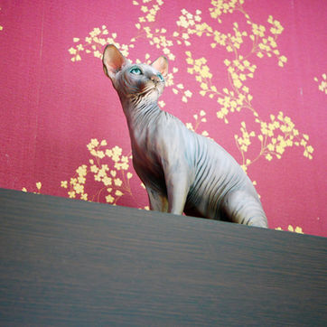 รูปปั้นแมว_sphynx_6.jpg