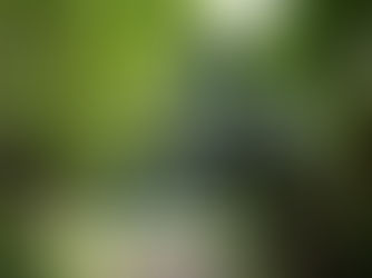 The Forest Cafe 1 กาแฟในสวน | ครอบครัวกวางสไตล์โมเดิร์นโพลีกอน