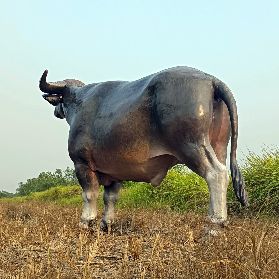 ภาพขนาดย่อ: รูปปั้นควายท่ายืน 'ควายไทย' | Animal statues 'Standing Thai Buffalo'