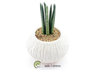 ต้นไม้ฟอกอากาศ ต้นงาช้างแคระบอลเซล ต้นไม้ปลูกในบ้าน และ ต้นไม้ประดับ