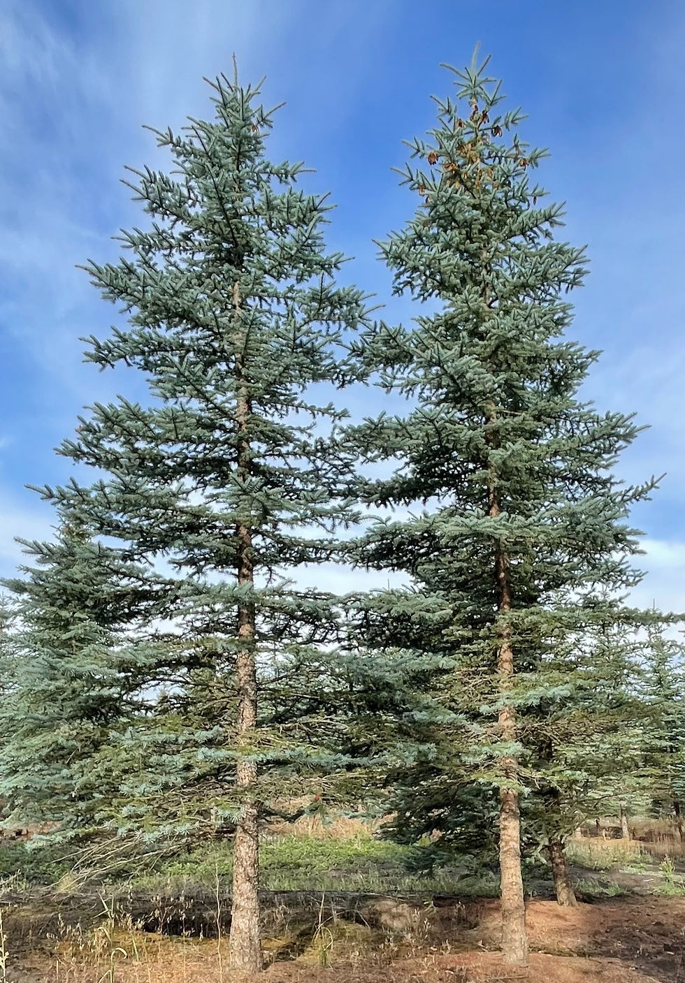 Blue Spruce