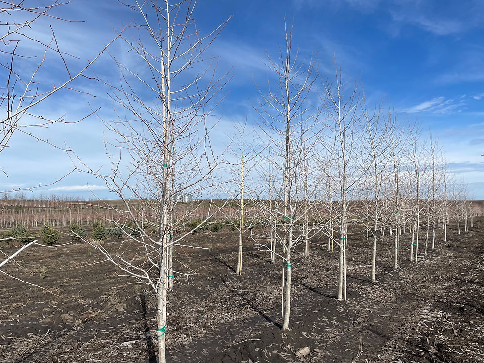 Narrowleaf Poplar