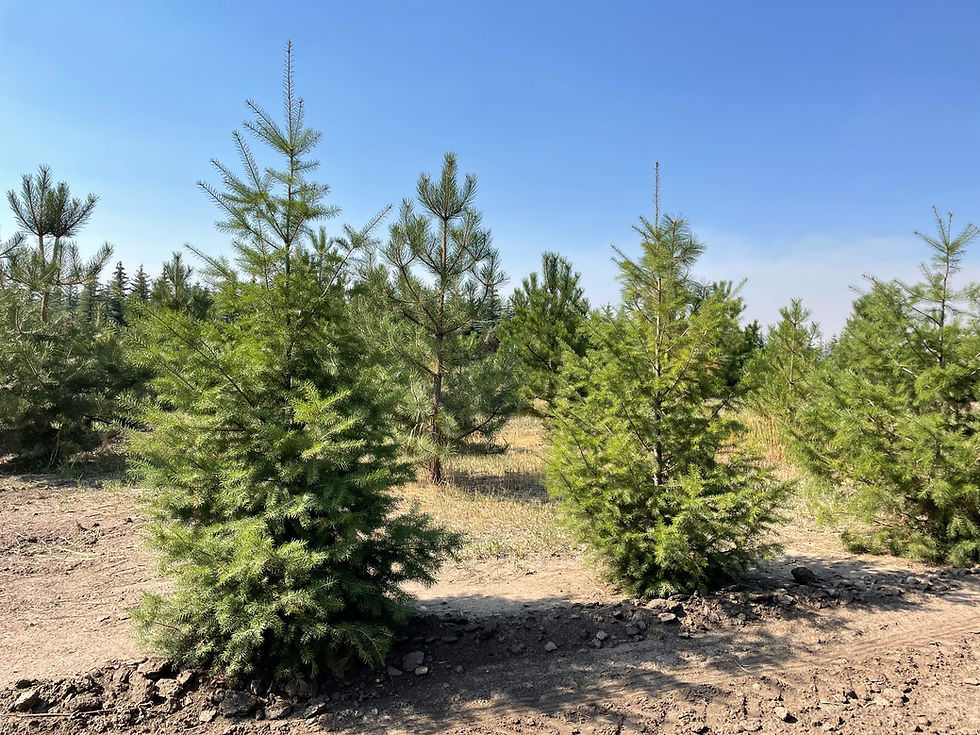 Douglas Fir