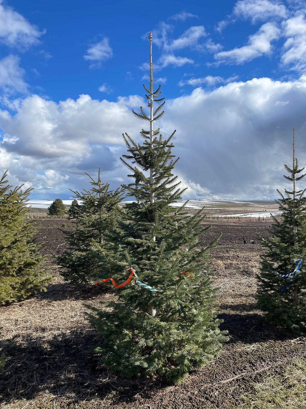 Corkbark Fir