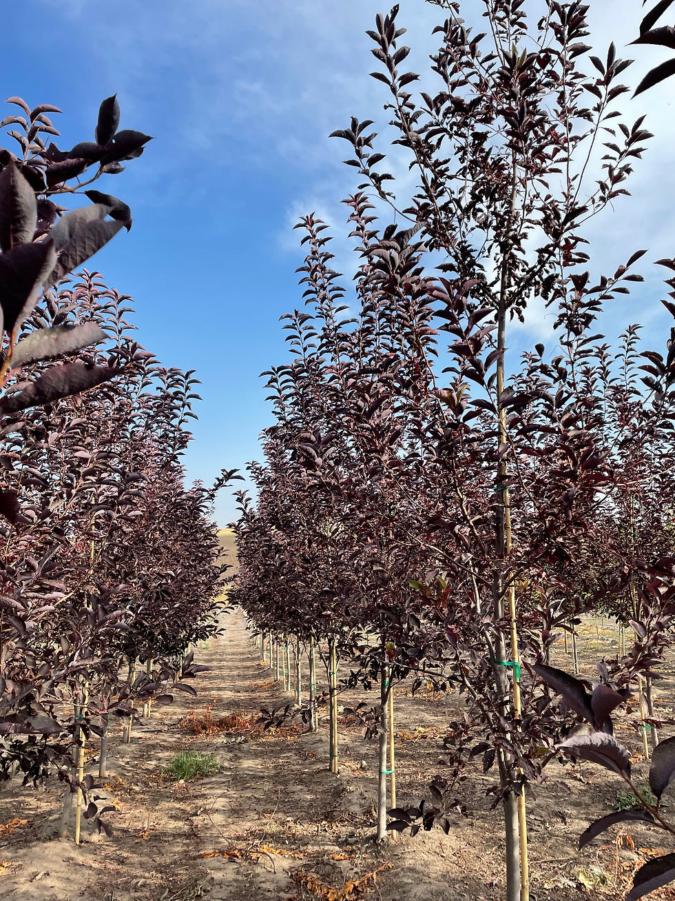 Canada Red Chokecherry Tree