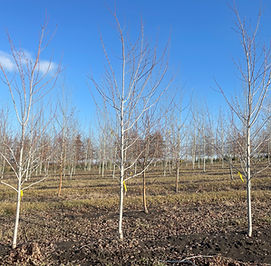 Autumn Blaze Maple
