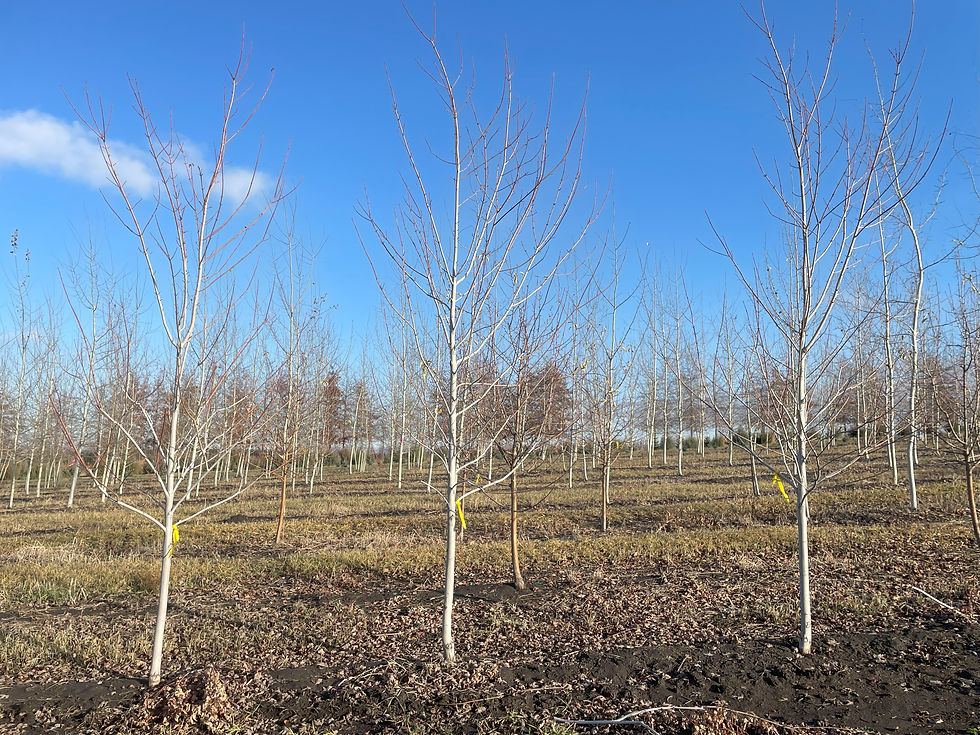 Autumn Blaze Maple