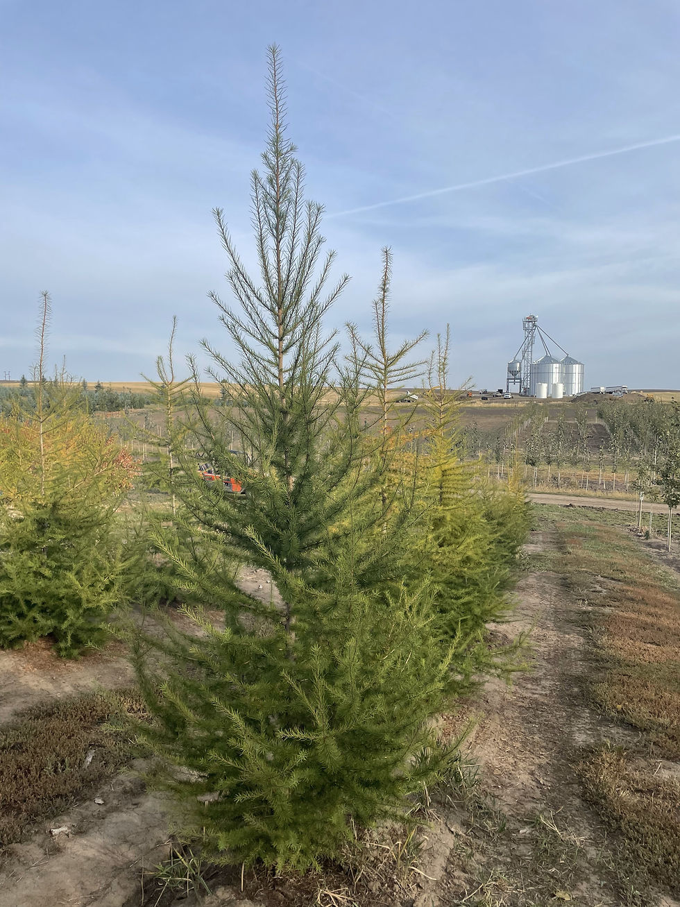 Western Larch