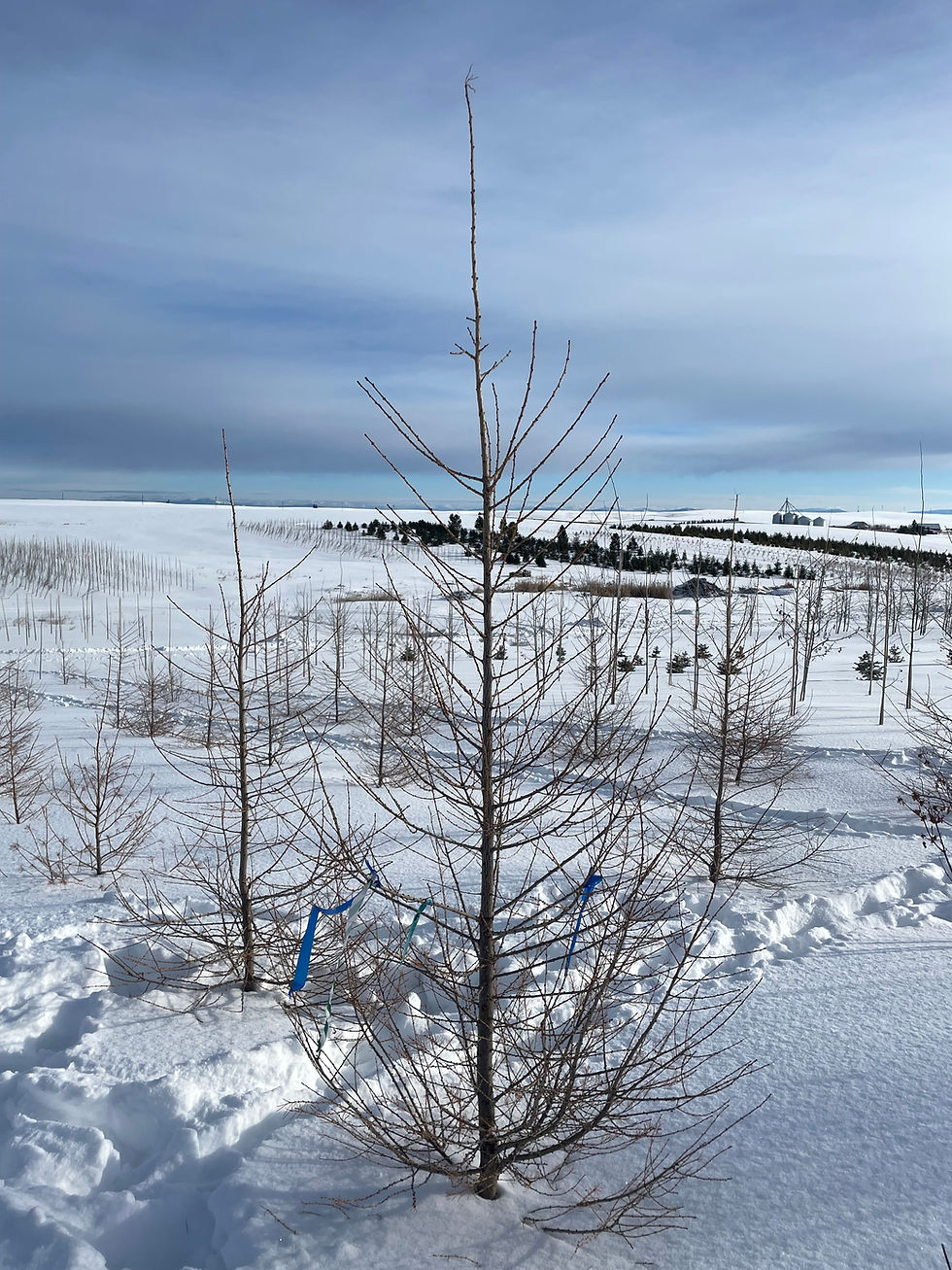 Western Larch