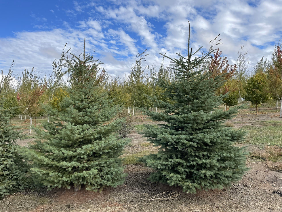 Engelman Spruce