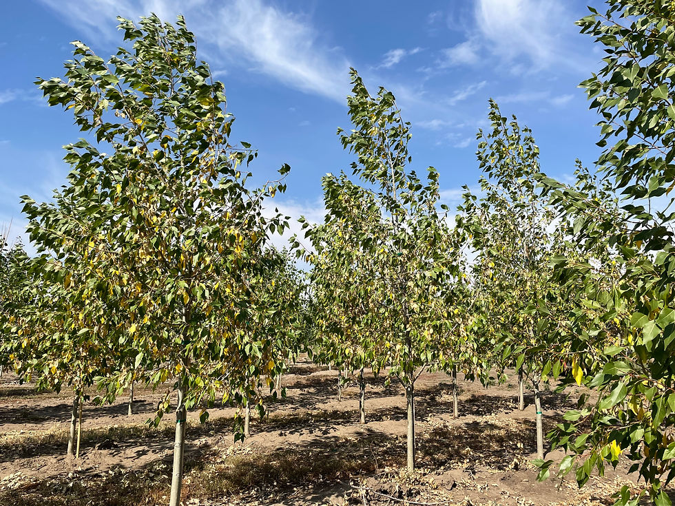 Lanceleaf Poplar