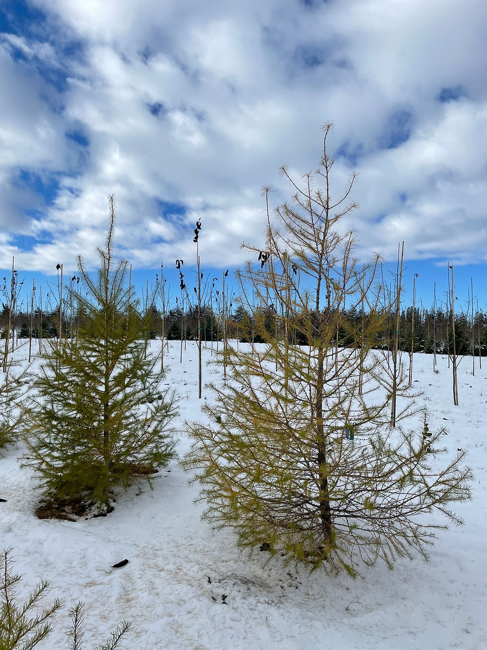 Western Larch