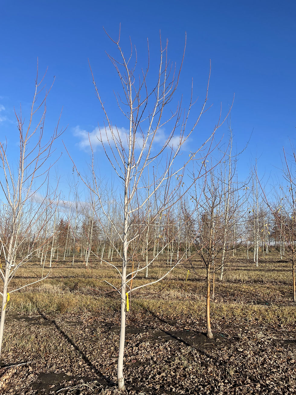 Autumn Blaze Maple