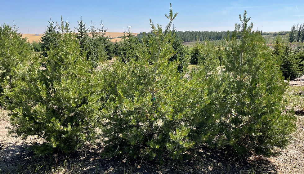 Pinyon Pine