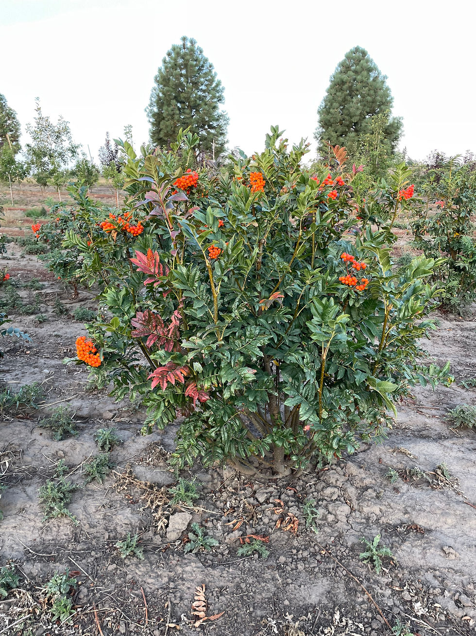 Native Mountain Ash