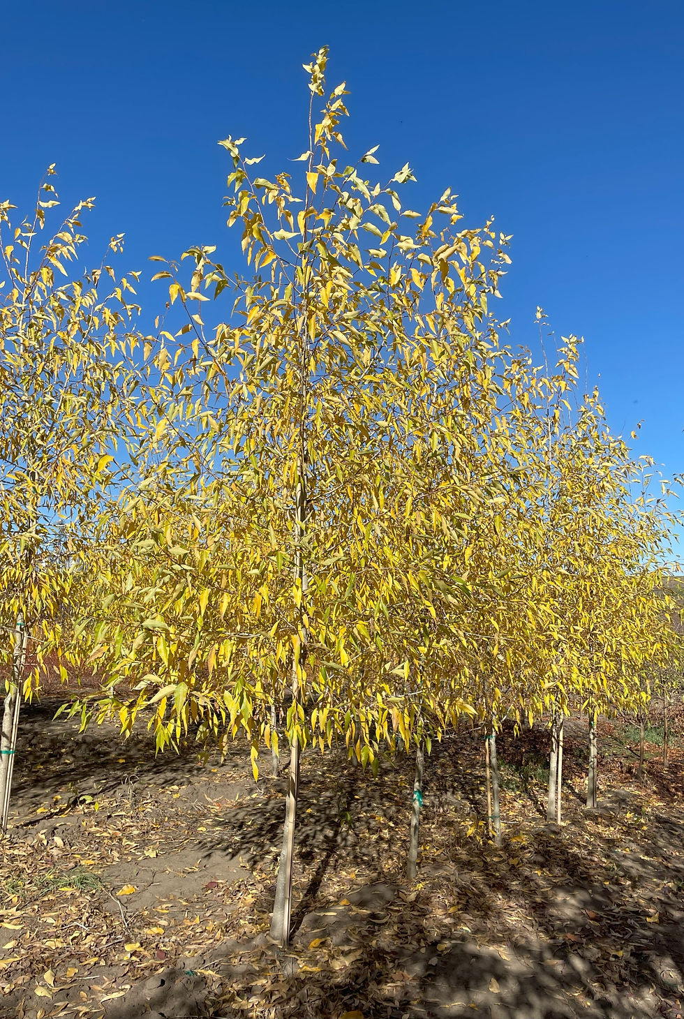 Narrowleaf Poplar