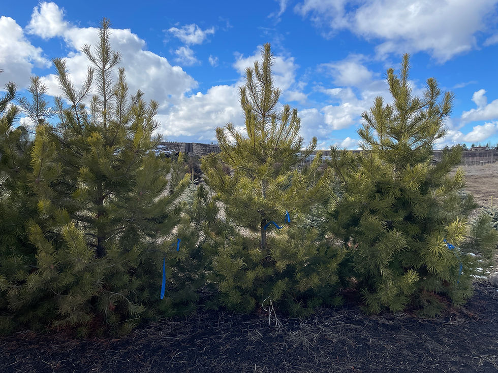 Lodgepole Pine
