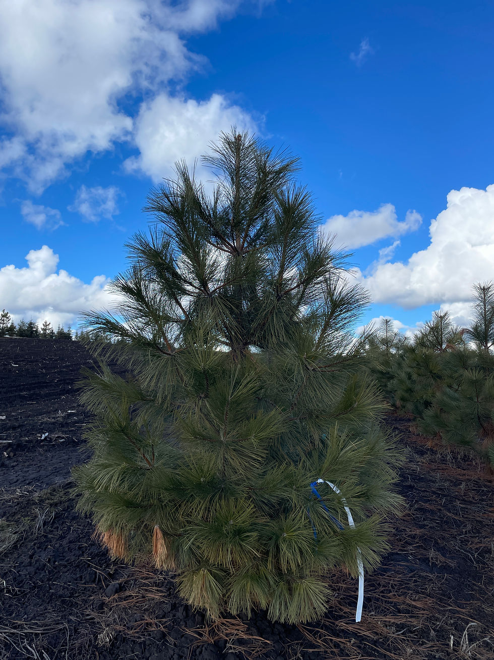 Ponderosa Pine