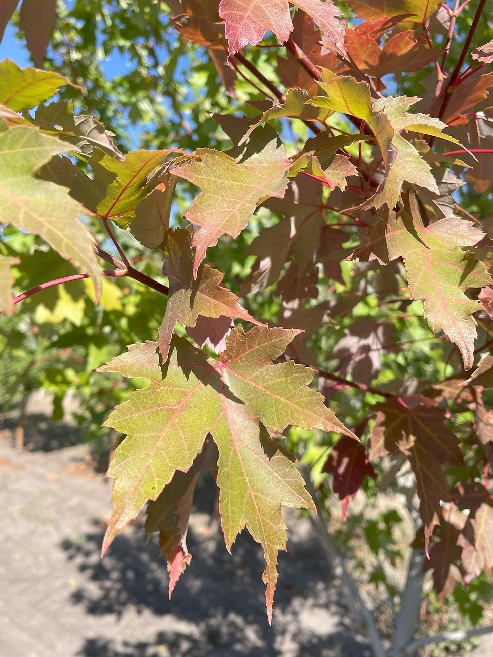 Autumn Blaze Maple