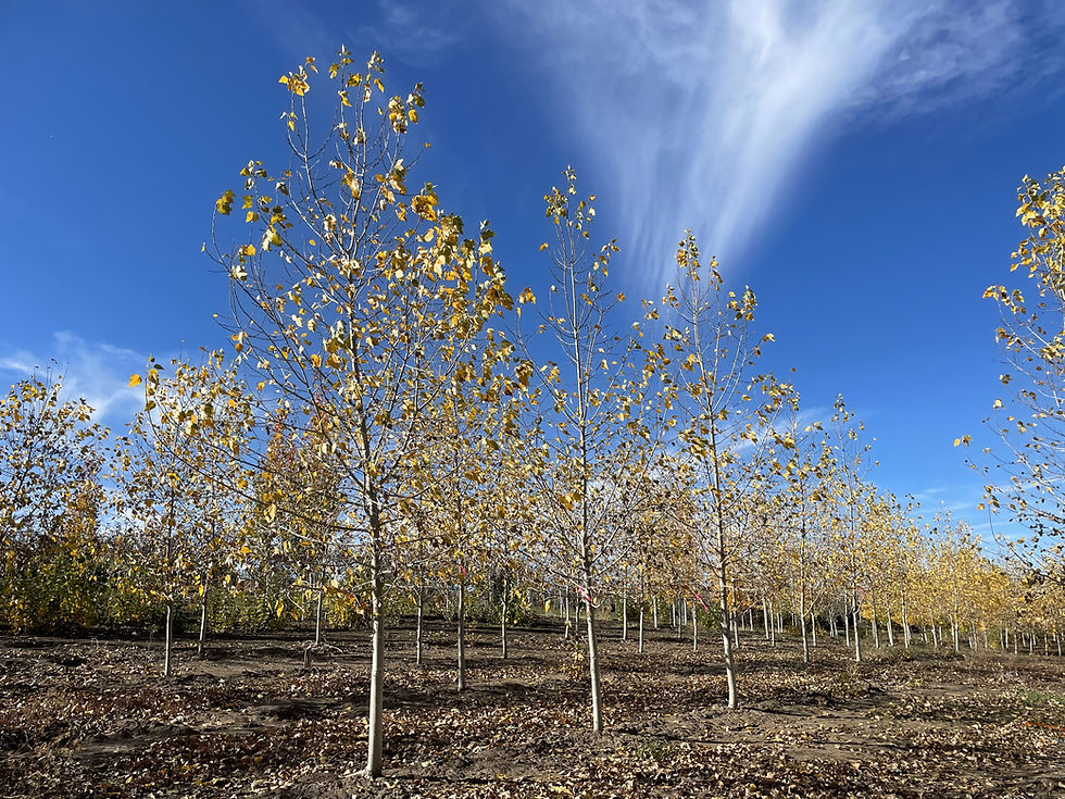 Lanceleaf Poplar